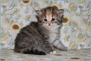 Female Siberian Kitten from Deedlebug Siberians